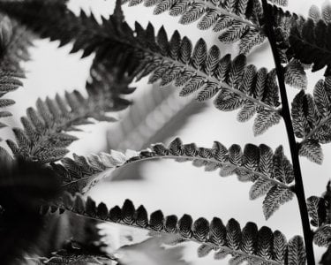 USBG Fern 2 - May 2025 - RZ67 - 110mm f2pt8 - max 100 - Rodinal 1-50.jpg USBG Fern 2 - May 2025 - RZ67 - 110mm f2pt8 - max 100 - Rodinal 1-50.jpg