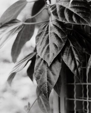 USBG Leaves - May 2025 - RZ67 - 110mm f2pt8 - Tmax 100 - Rodinal 1-100.jpg USBG Leaves - May 2025 - RZ67 - 110mm f2pt8 - Tmax 100 - Rodinal 1-100.jpg