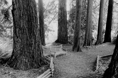 Bench among redwoods.jpg