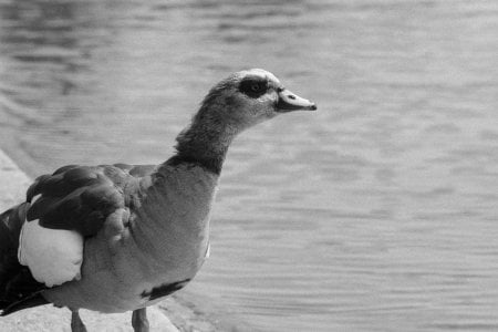 Leica IIIg - Roll 39 - Foma 400 - LC29 (29).jpg Leica IIIg - Roll 39 - Foma 400 - LC29 (29).jpg