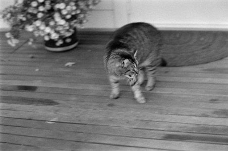 Scaredy-Cat_SM.jpg