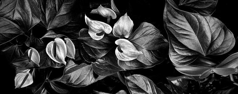 GinterFlowerPano24.jpeg