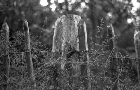 Cleavers fence.jpg