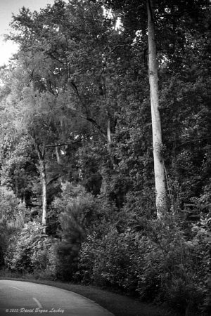 Trees on the Linc Trail 2025 6x9 FINAL.jpeg