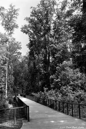 Long Bridge on the Linc Trail 2025 6x9 FINAL.jpeg