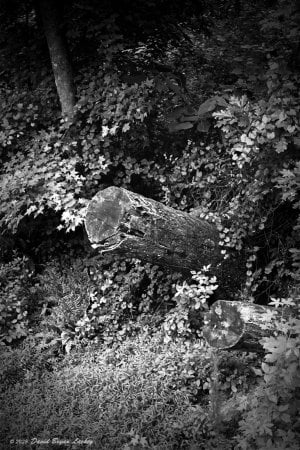 Tornado-Downed Trees on the Linc Trail 2025 6x9 FINAL.jpeg