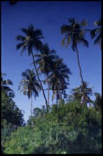 Ind C Palm trees reflection 1b.JPG