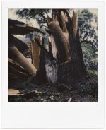 polaroid-6-20-22-stormtrees-1.jpg polaroid-6-20-22-stormtrees-1.jpg