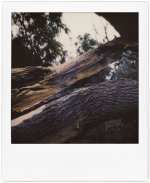 polaroid-6-20-22-stormtrees-4.jpg polaroid-6-20-22-stormtrees-4.jpg