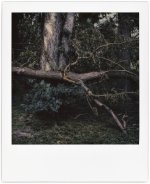 polaroid-6-20-22-stormtrees-2.jpg polaroid-6-20-22-stormtrees-2.jpg