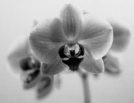 orchid_pola1.jpg