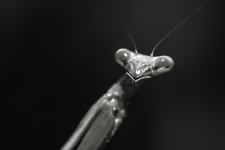 _LS20033-1-1-1-3.jpg