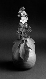 20050912MRTOMLINSON_ikebana023 FP4 usm.jpg