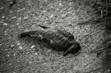 Click image for larger version Name: image_114230.jpg Views: 4 Size: 509.0 KB ID: 4778107 Click image for larger version Name: image_114230.jpg Views: 4 Size: 509.0 KB ID: 4778107