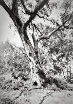 Tree, Djerriwarrh Creek copy.jpg