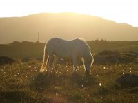 Harris2011Eriskaypony.jpg Harris2011Eriskaypony.jpg