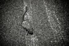 _LS20006-1-2-1-1.jpg