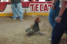 Click image for larger version  Name:	cockfight 2.jpg Views:	0 Size:	232.7 KB ID:	4760625