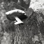mushroom on tree3 copy (600 x 598).jpg