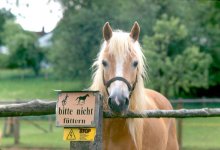 GER-Henfenfeld-Horse.jpg