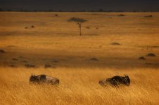 25237GWS-Mara-016-p1.jpg 25237GWS-Mara-016-p1.jpg