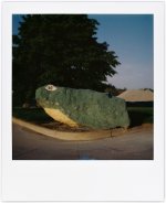 polaroid-5-29-22-frog.jpg polaroid-5-29-22-frog.jpg