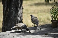 quails_s.jpg