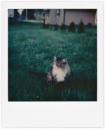 polaroid-8-3-22-sneaky-1.jpg polaroid-8-3-22-sneaky-1.jpg