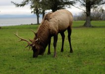 Click image for larger version Name: new elk_lzn.jpg Views: 0 Size: 289.2 KB ID: 4761881 Click image for larger version Name: new elk_lzn.jpg Views: 0 Size: 289.2 KB ID: 4761881