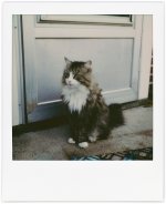 polaroid-6-9-22-sneaky-1.jpg polaroid-6-9-22-sneaky-1.jpg