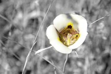 mariposa_lily_s.jpg