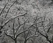 snow and ice-p.jpg