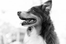 Dogs_200502_1549_024.jpeg