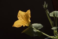 squash_blossom.jpg