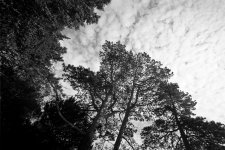 Trees - FINAL EDIT-SM.jpg Trees - FINAL EDIT-SM.jpg
