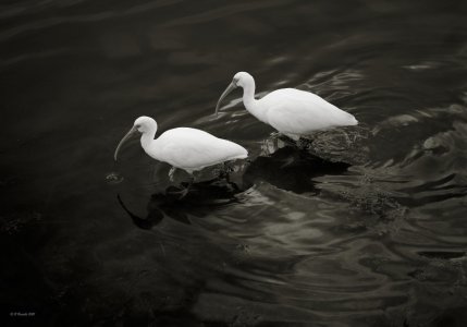 egrets.jpg