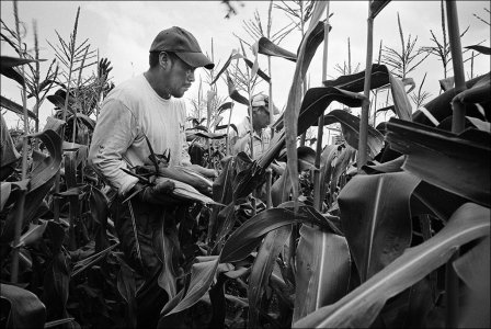 pulling-corn-zellwood-choice-2.jpg