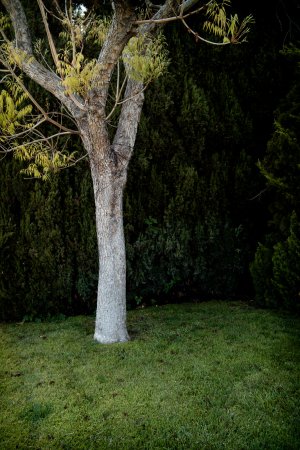 085-treegrove.jpg