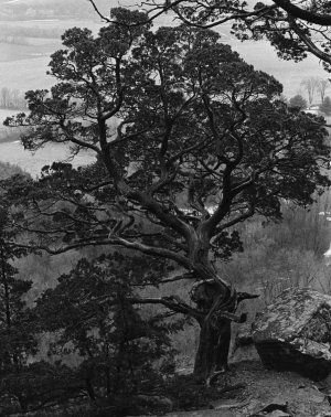 fave_tree.jpg