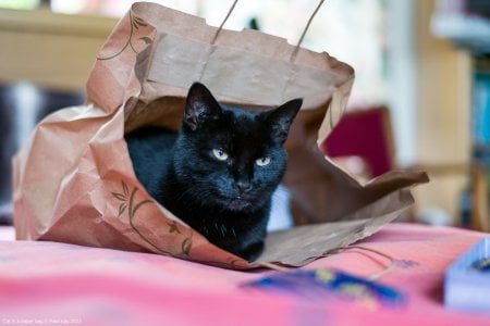 Cat in a paper bag © Paul Kay 2023.jpg