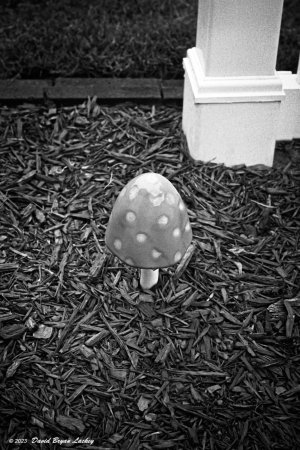 Magic Mushroom Black FTN June 2023.jpeg