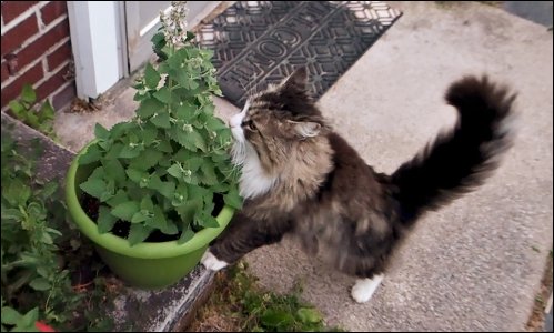 sneaky-catnip.jpg sneaky-catnip.jpg