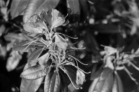 Leica Ic - Roll 4 - Foma 100 - Rodinal (17).jpg Leica Ic - Roll 4 - Foma 100 - Rodinal (17).jpg