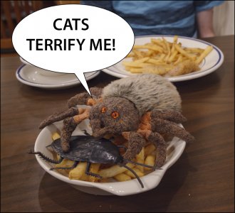 hairy-cats-terrify.jpg hairy-cats-terrify.jpg