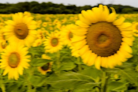 Sunflowers-22July2023-47.jpg