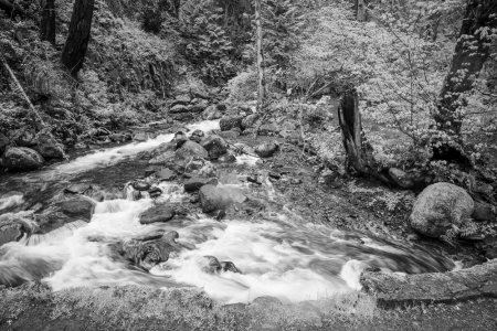 Multnomah Creek-19May2022-09.jpg