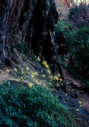 Zion1-2.jpg Zion1-2.jpg