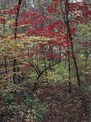ShadyLake1-2.jpg ShadyLake1-2.jpg