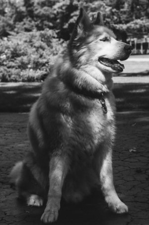 2023-07-07 Leica IIf Trooper 50-14 Rollei Retro 800 315960033 (1 of 1).jpg