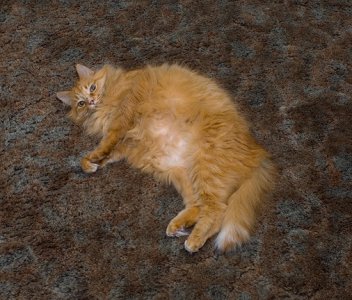 fatcat.jpg fatcat.jpg
